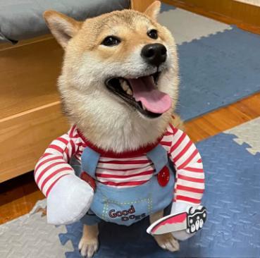 Shiba Inu wearing Halloween Chucky-style pet costume without wig, striped shirt and denim overalls indoors